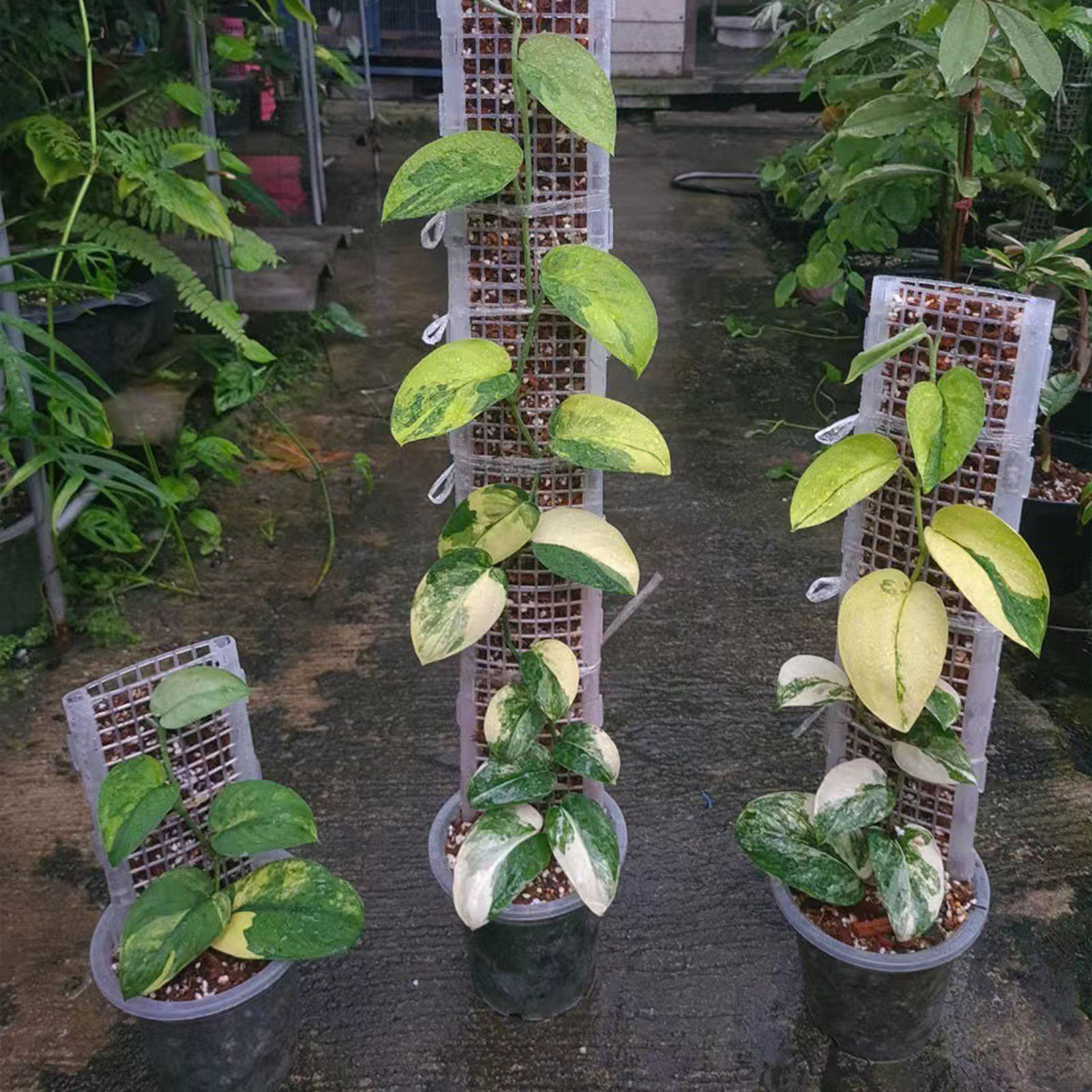 เสามอสพลาสติกสำหรับปลูกพืชเสาม - Monstera Thai Constellation บทวิจารณ์และราคา