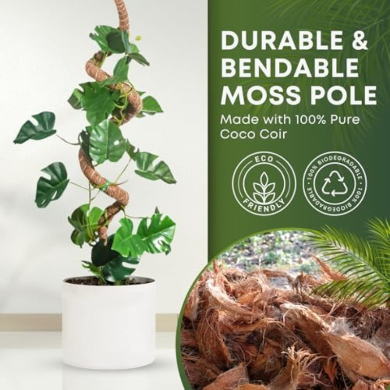 เสาไม้เลื้อยแบบโค้งงอได้ สำหรั - Monstera Thai Constellation บทวิจารณ์และราคา