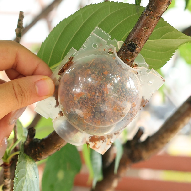กล่องเพาะชำแบบมีช่องระบายอากาศ - Plant Parent บทวิจารณ์และราคา